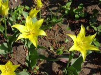 Тюльпан остроконечный, турецкий – Tulipa acuminata Vahl.ex Hornem.