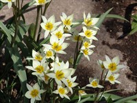 Тюльпан туркестанский – Tulipa turkestanica Regel. (1)