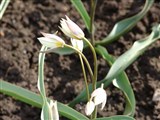 Тюльпан туркестанский – Tulipa turkestanica Regel. (2)