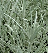 Тяньшаньский Бессмертник (Helichrysum thianschanicum)