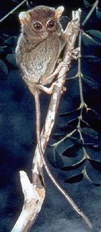 ФИЛЛИПИНСКИЙ ДОЛГОПЯТ (Tarsius syrichta)