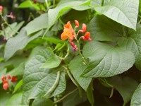 Фасоль огненно-красная, шарлаховая, пунцовая, многоцветковая – Phaseolus coccineus L.