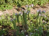 Фацелия пижмолистная – Phacelia tanacetifolia Benth. (2)