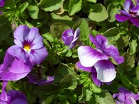 Фиалка алтайская – Viola altaica Ker-Gaul.
