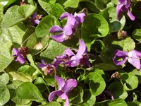 Фиалка коротковолосистая – Viola hirta L.
