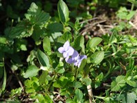 Фиалка персиколистная – Viola persicifolia Schreb.