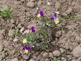 Фиалка трехцветная, анютины глазки, Иван-да-марья – Viola tricolor L. (3)