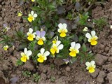 Фиалка трехцветная, анютины глазки, Иван-да-марья – Viola tricolor L. (4)
