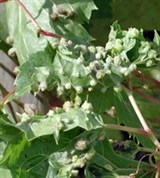 Филлоксера (лист винограда)