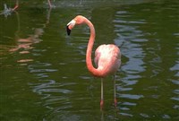 Фламинго (красный фламинго)