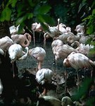 Фламинго (стая)