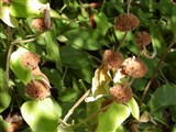 Фломис Рассела – Phlomis russeliana (Sims.) Behth. (2)