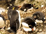 Фолклендские острова (пингвины)