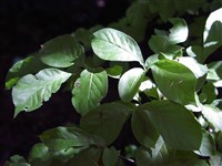 Фотиния ворсистая – Phothinia villosa (Thunb.) DC.