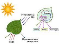 Фотосинтез (схема)