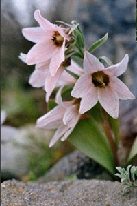Фритиллярия узкопыльниковая – Fritillaria stenanthera (Regel.) Reg.