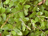 Хамадафне чашечковидный, болотный – Chamaedaphne calyculata (L.) Moench.