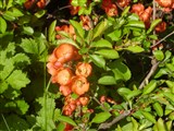 Хеномелес японский, маулея, японская айва – Chenomeles japonica (Thunb.) Lindl. (3)