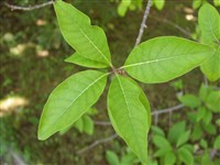 Хионантус виргинский, бахромчатое дерево – Chionanthus virginicus L.