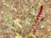 Хохлатка вечноцветущая, сизая – Corydalis sempervirens (L.) Pers.