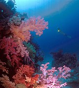 Хургада (коралловые рифы)