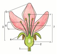 Цветок (схема строения)