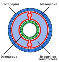 Целом (схема поперечного среза кольчатого червя)