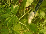 Циклантера стопообразная – Cyclanthera pedata (L.) Schrad. (2)