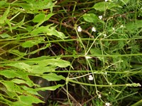 Частуха ланцетная – Alisma lanceolatum With.