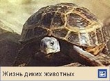 Черепаха Среднеазиатская