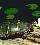 Черепахи (расписная)