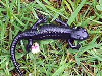 Черная саламандра (Salamandra atra)