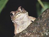 Чернорубцовая жаба (голова)
