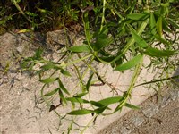 Чина болотная, миртолистная – Lathyrus palustris L.