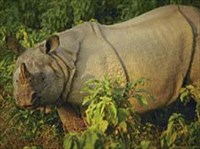 Читван (носорог)