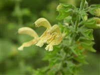 Шалфей клейкий – Salvia glutinosa L. (1)