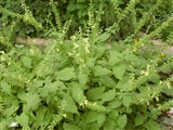 Шалфей клейкий – Salvia glutinosa L. (2)
