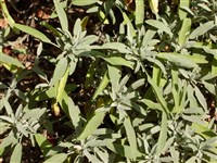 Шалфей лавандолистный – Salvia lavandulifolia Vahl.