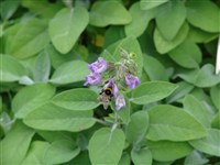 Шалфей лекарственный – Salvia officinalis L.