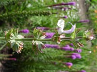 Шалфей мускатный – Salvia sclarea L. (1)