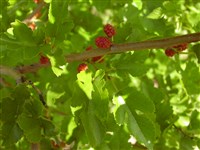 Шелковица красная – Morus rubra L.