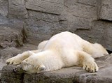 Шенбруннский зоопарк (белый медведь)