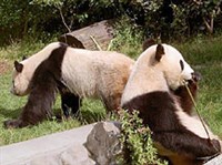 Шенбруннский зоопарк (большие панды)