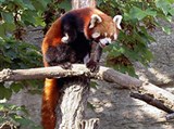 Шенбруннский зоопарк (малые панды)