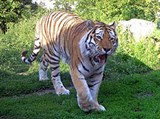 Шенбруннский зоопарк (тигр)