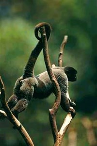 Шерстистая обезьяна (на дереве)