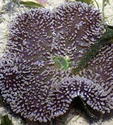 Шестилучевые кораллы (Stichodactyla tapetum)