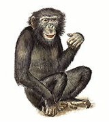 Шимпанзе (карликовый, или бонобо)