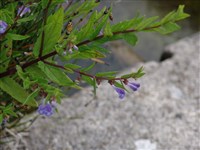 Шлемник обыкновенный – Scutellaria galericulata L.
