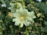 Шток-роза бледная – Alcea pallida (Willd.) Waldst. & Kit.